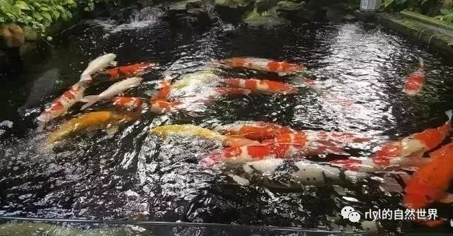 安徒生一个著名的说谎家