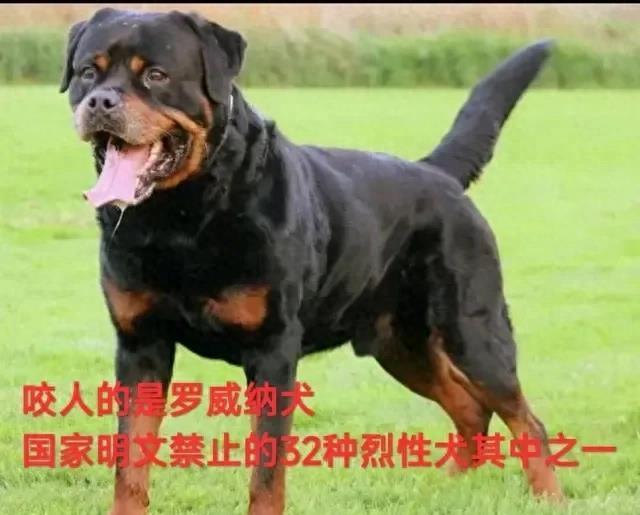 狗闯村民家咬伤女童事件探究